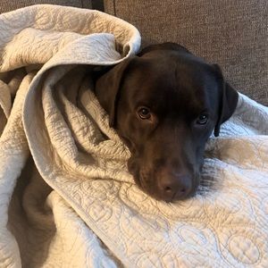 Meet your Posher, Thomas